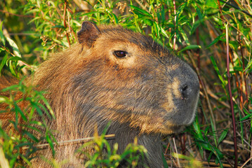 Capibara, Argentina