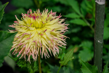 Beautiful flowers growing in the autumn garden