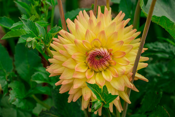 Beautiful flowers growing in the autumn garden
