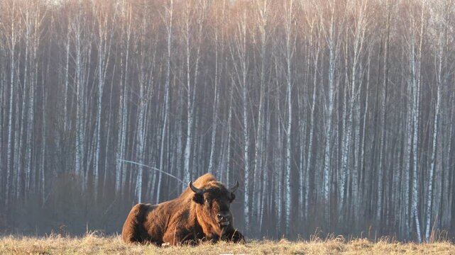 Poland snow winter wildlife. Europhean Bison, Bison bonasus, big brown animal in the nature habitat, s, Bialowieza NP, Poland. Wildlife scene from nature. Big brown European bison. Sunset light.