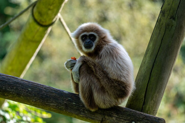 Gibbon