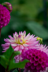 Obraz premium Beautiful flowers growing in the autumn garden