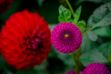 Beautiful flowers growing in the autumn garden