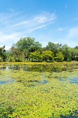 準絶滅危惧アサザが群生するミニレマン湖
