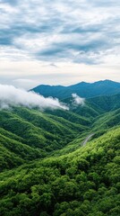 Obraz premium A winding asphalt road navigates through lush green mountains, enveloped in mist, revealing bamboo forests on both sides in a breathtaking landscape.