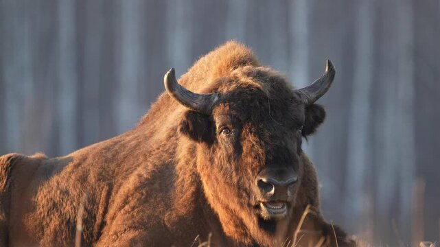 Poland snow winter wildlife. Europhean Bison, Bison bonasus, big brown animal in the nature habitat, s, Bialowieza NP, Poland. Wildlife scene from nature. Big brown European bison. Sunset light.