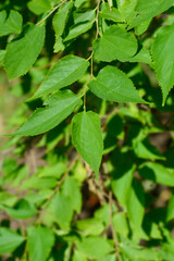 Winged elm leaves