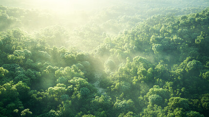 Naklejka premium Serene Forest Haven: A Clean, Vast Landscape of Light and Shadow Play in Nature's Embrace