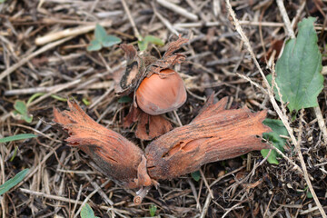 Hazelnuts on the ground 