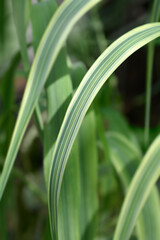 Variegated Giant reed leaf detail