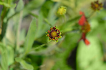 Sneezeweed Tom flower bud