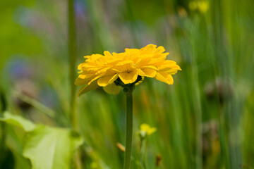 Beautiful flowers growing in the autumn garden