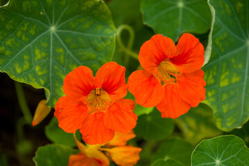 Beautiful flowers growing in the autumn garden