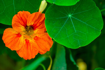 Beautiful flowers growing in the autumn garden