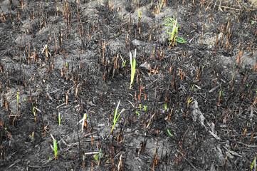 Spring burning of dry grass. Environmental disaster.