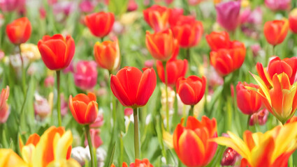 Obraz premium Vibrant red and yellow tulips blooming in a colorful spring garden