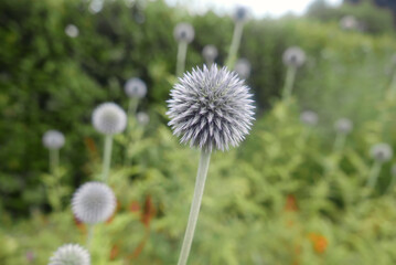 Spherical Thistle White Flower