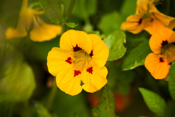 Beautiful flowers growing in the autumn garden