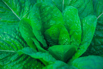 Beautiful flowers growing in the autumn garden