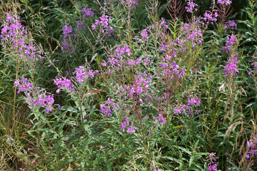 Obraz premium Flowers of Ivan-tea (Epilobium angustifolium), medicinal plant that grows in the Ukrainian Carpathians