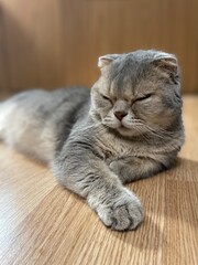 Cute cat relaxing resting at home on the floor 