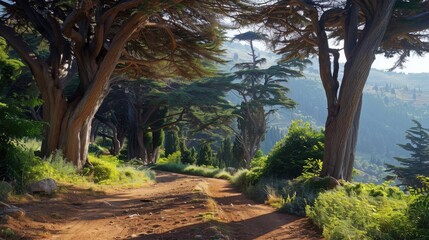 A guided tour through the ancient cedar forests of Lebanon, emphasizing their ecological significance.