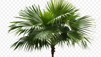 Isolated palm tree with large flat leaves on transparent background.