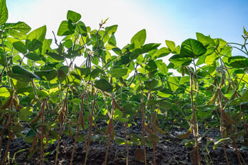 Soybean field, with soybean plants that are growing
