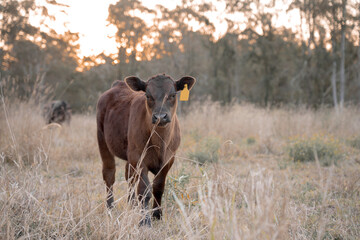 Calf in a field at sunset. Dry long grass. Australian Cattle. Calf looking directly at the camera through long grass in Australia. © Beverly