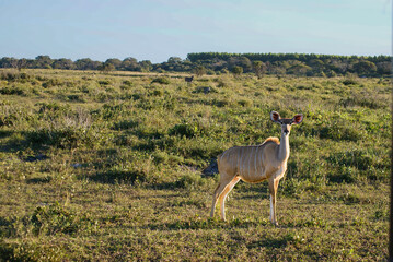 impala in south africa