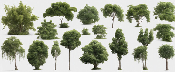 Set Forest plants and trees including climbing vines on a transparent background with clipping path