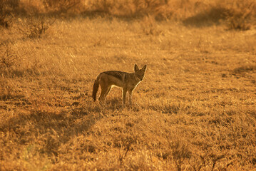 black backed jackal in africa