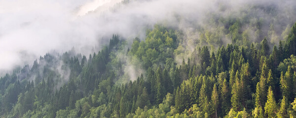 Pine trees silhouette forest with fog clouds