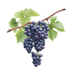 Fototapeta premium Cluster of ripe grapes with green leaves on vine