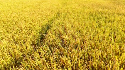 Aerial view of the rice field from drone