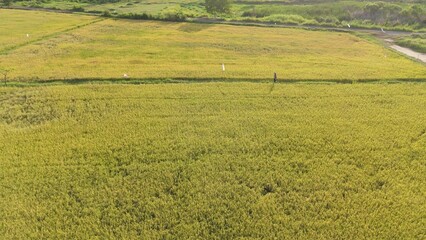Fototapeta premium Aerial view of the rice field from drone