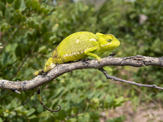 Lappenchamäleon (Chamaeleo dilepis)