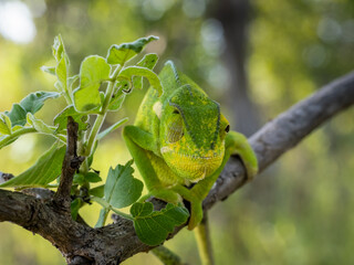 Lappenchamäleon (Chamaeleo dilepis)