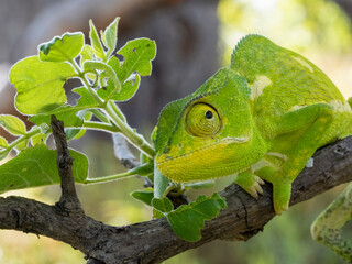 Lappenchamäleon (Chamaeleo dilepis)