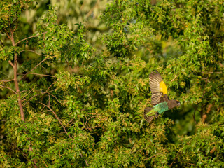 Goldbugpapagei (Poicephalus meyeri)