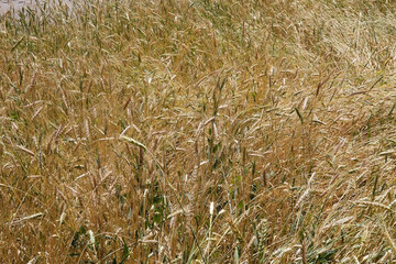 Wheat field ready for harvest, Tajikistan