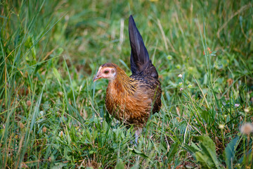 Hen in the grass