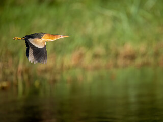 Zwergdommel (Ixobrychus minutus)