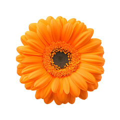 Bright orange gerbera daisy flower on a black background