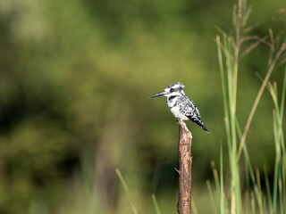Graufischer (Ceryle rudis)