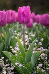 pink tulips in garden