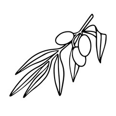 Vector. doodle olive branch. Isolated outline illustration of olive on white background