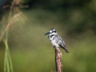 Graufischer (Ceryle rudis)