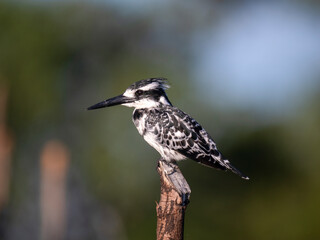Graufischer (Ceryle rudis)
