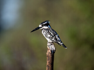 Graufischer (Ceryle rudis)